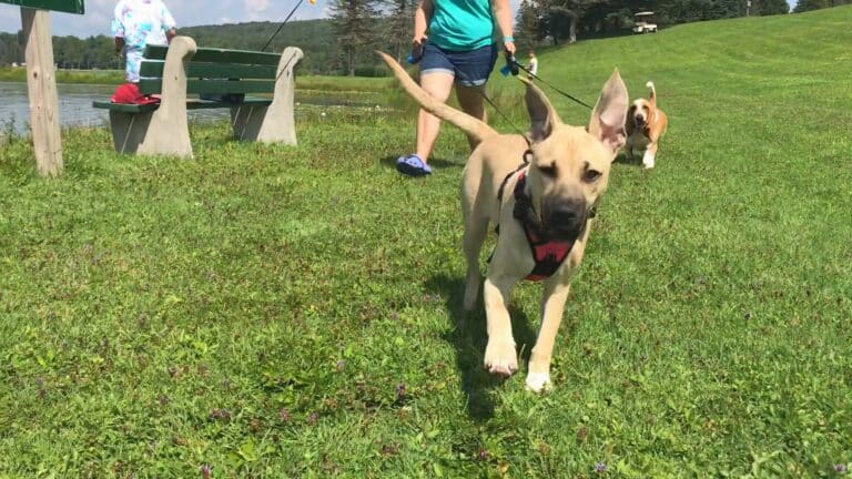 Two dogs running in a grassy area near Rainbow Lake at a family campground in Western New York.